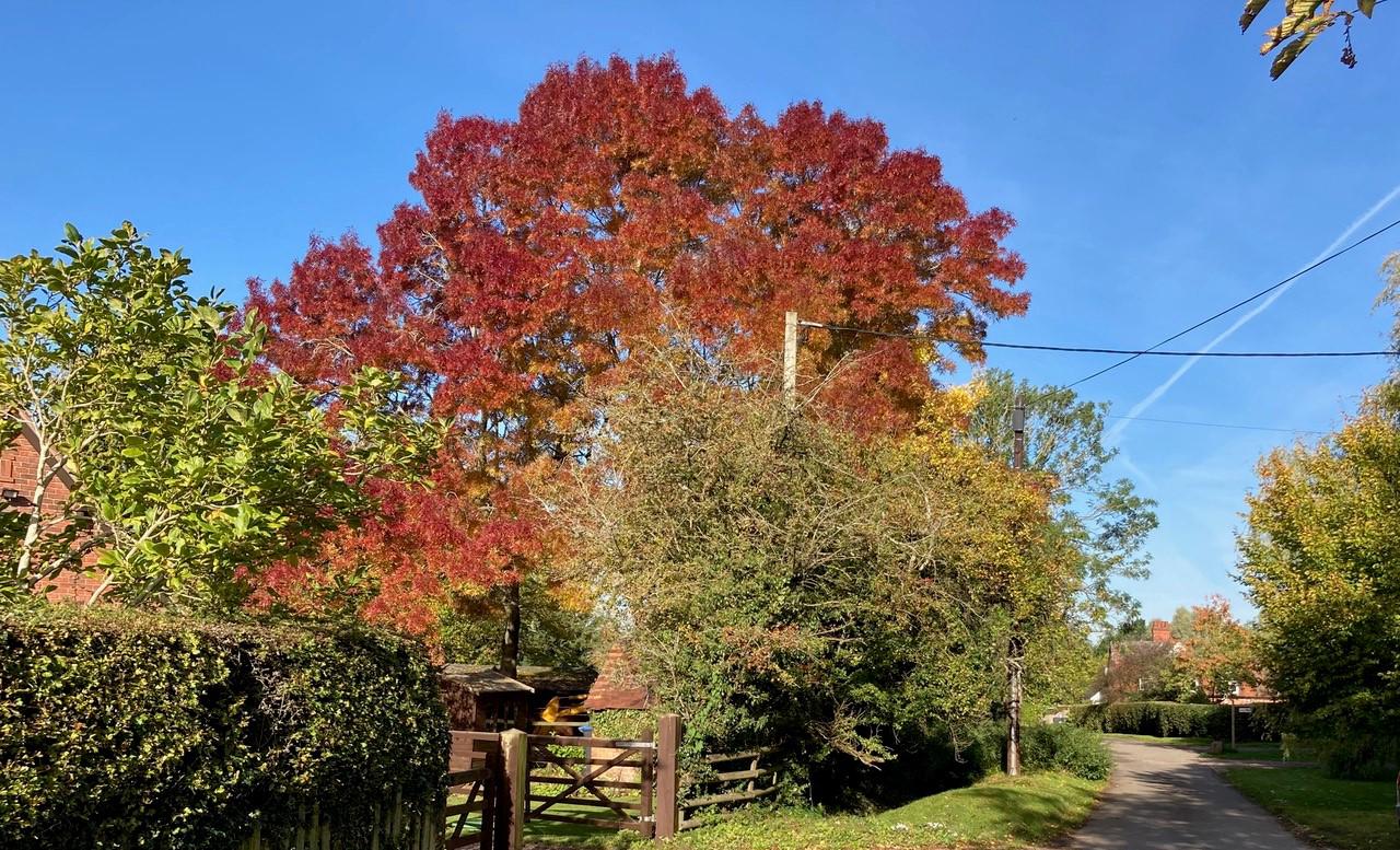 Autumn Colours Common Lane